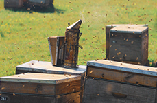 Benefitbee patented product