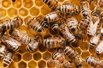 How to Keep Bees: A Beginner’s Guide to Beekeeping