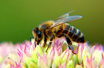 12 Interesting Facts About Bees