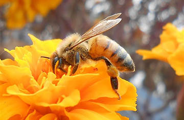 Beekeeper ideas