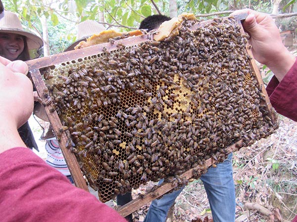 benefitbee bee farm