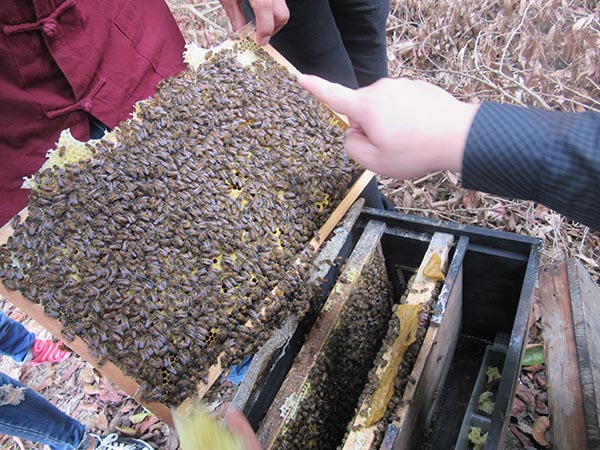 Beekeeping bee