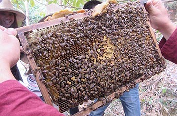 Diferencia entre abejas silvestres y abejas domésticas.