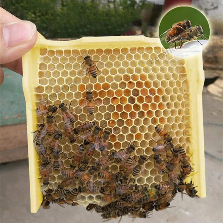 Beekeeping tools mating box bee breeding box nuc box bee hive