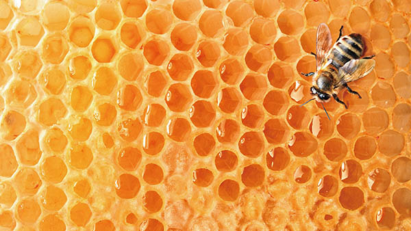 Bee beekeeping