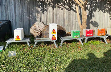 How to deal with being stung by a bee? What should I do if I get stung by a wasp?