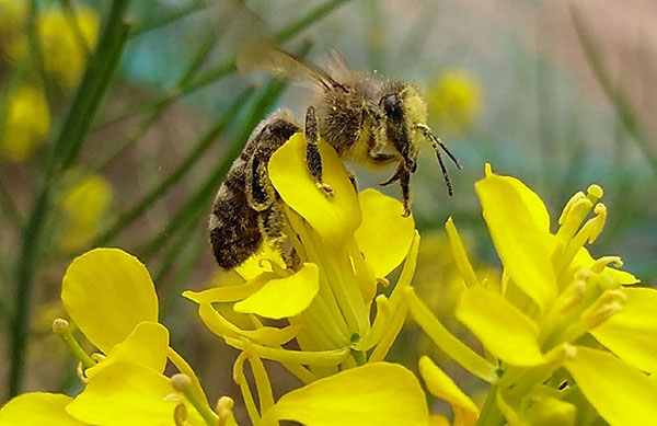 beekeeping bee