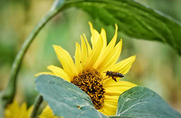  Little knowledge about bees