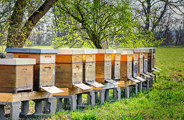 Beekeeping waxed beehive and beehive