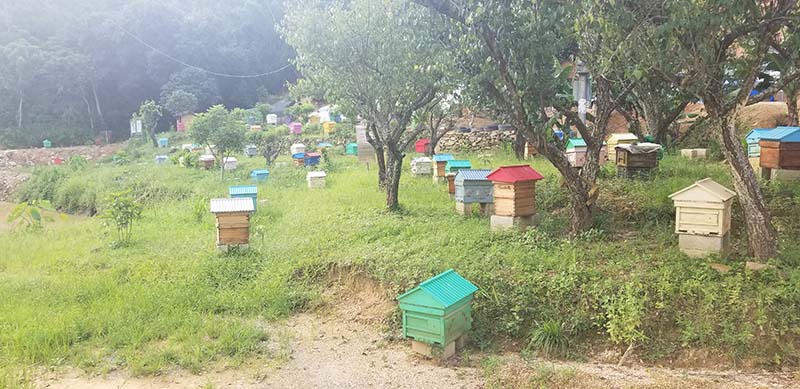 beekeeping beehive