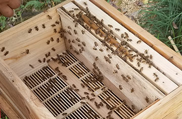 What are the summer management methods for bees?