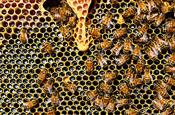 How do beehives attract bees?