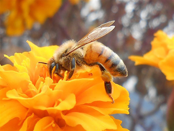 Beekeeping bee