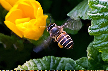 ¿Por qué las abejas están inactivas?