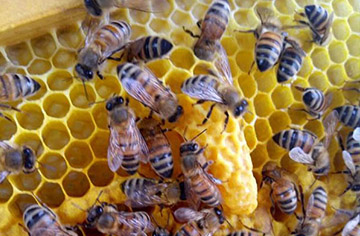 If the queen bee dies, what happens to the other bees?