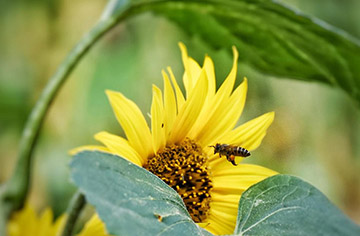 How do bees pollinate?