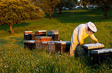 How to get rid of ants in beehives?