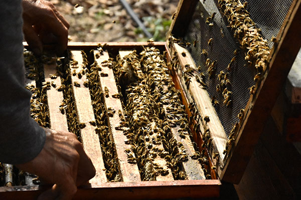 beekeeping supplies