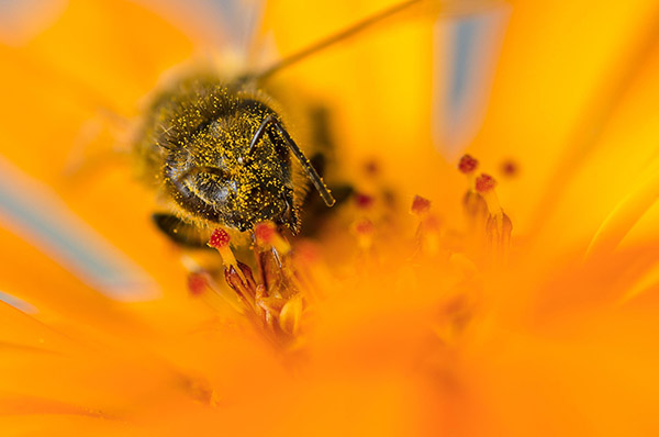 bee