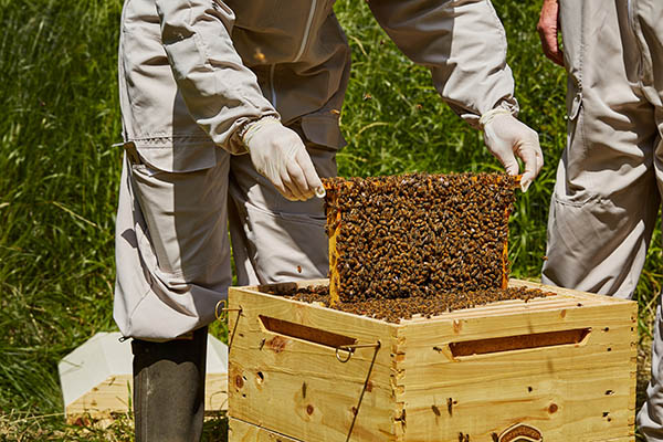 beekeeping