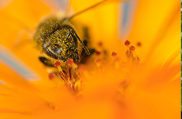 Why don't bees eat sugar water?