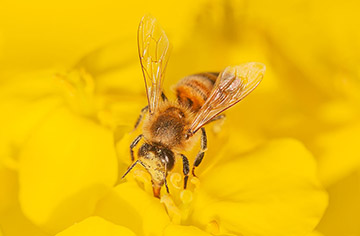 How to find the queen bee from the bee colony and see how wild bees catch the queen bee?