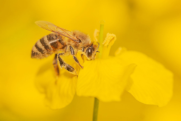 Beekeeping knowledge