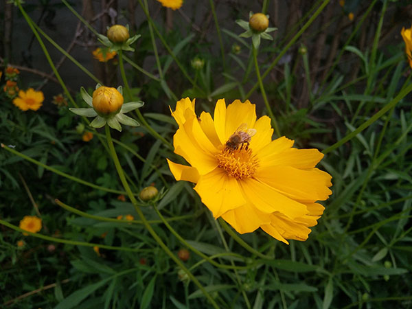 Beekeeping knowledge