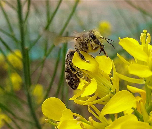 Beekeeping knowledge