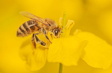 How to lure bee colonies, bee trap tips and precautions