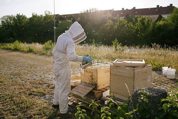 beekeeping beehive