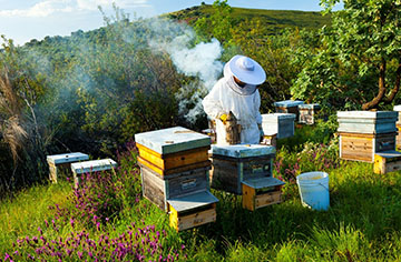 What to do if the hive colony is wet and why does it happen?