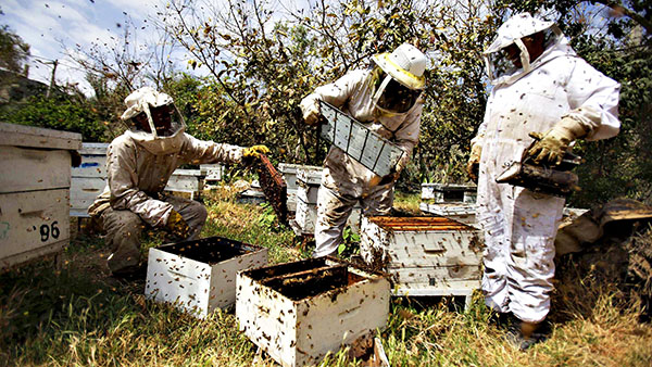 Beekeeping