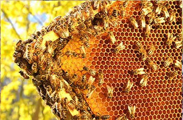 What should be paid attention to in bee keeping? beekeeper tell you