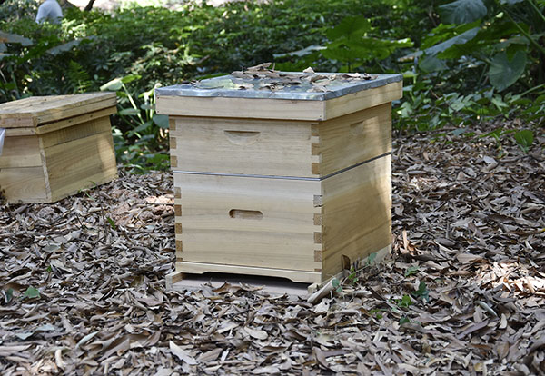 two layers beehives