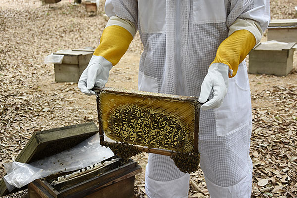 beekeeping gloves