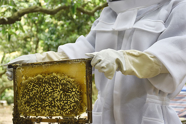 beekeeping gloves