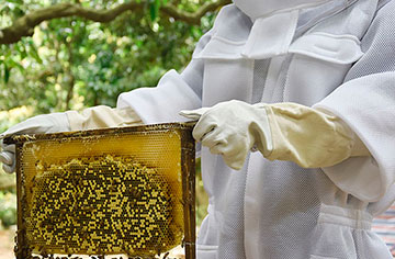 Why do beekeepers need to bee gloves?