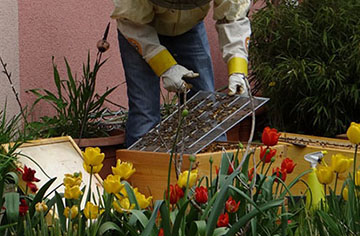 Is it possible to beekeeping without queen excluder?