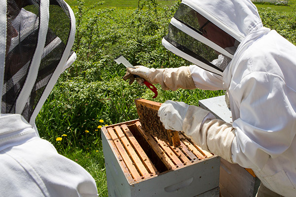 beekeepers suits