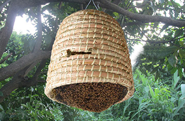 How to get bees for beekeeping