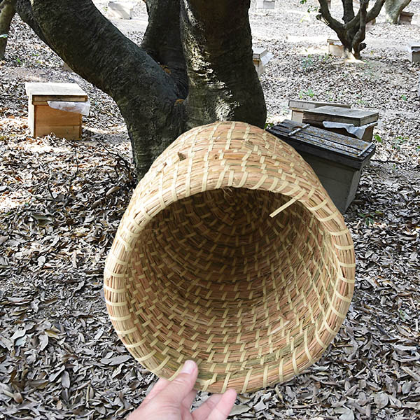 How to get bees for beekeeping