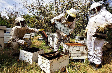 How can beekeeping prevent stung