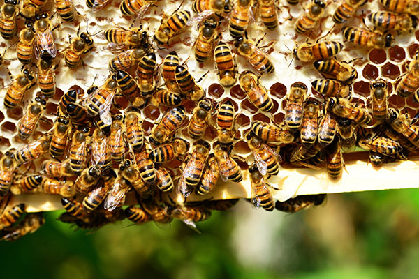 Beekeeping knowledge