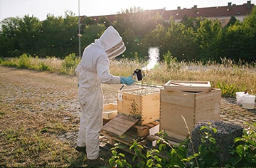 Clase de apicultura: tecnología de hibernación de las abejas.