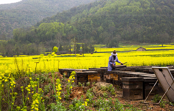beekeeping knowledge