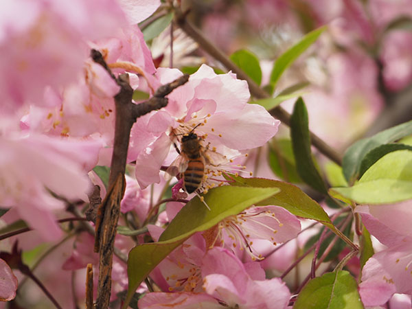 beekeeping knowledge