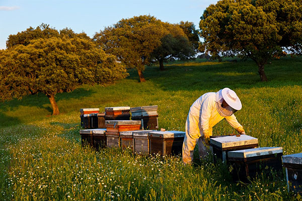 beekeeping knowledge