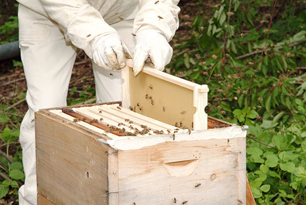 beekeeping knowledge