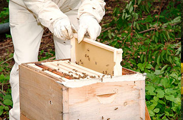Beekeeping technology and basic knowledge